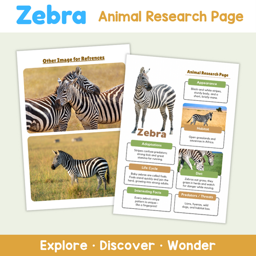 Zebra Research Worksheets | Animal Science Activity | Teaching Resources