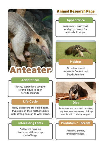 Anteater Research Worksheets | South American Animals | Teaching Resources