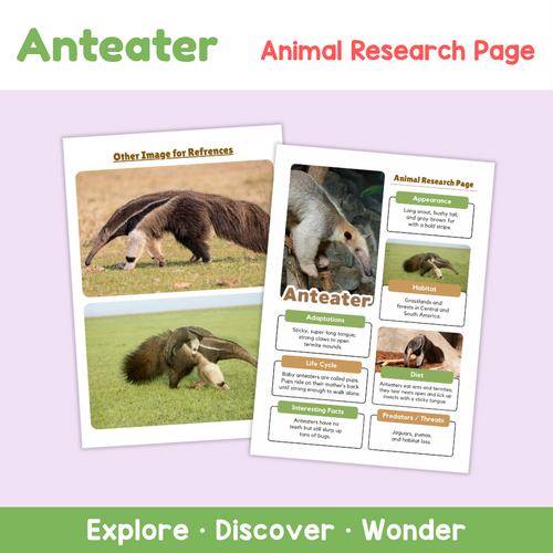 Anteater Research Worksheets | South American Animals | Teaching Resources