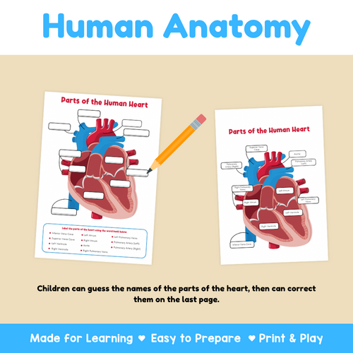 Human Heart Labeling Worksheet | Circulatory System Activity | Teaching ...