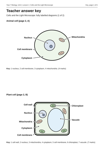 KS3 Biology: Cells. Lesson 1 with diagrams, practicals answers ...