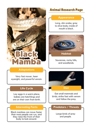 Black Mamba Fact File | African Snakes and Reptile Habitats | Teaching ...