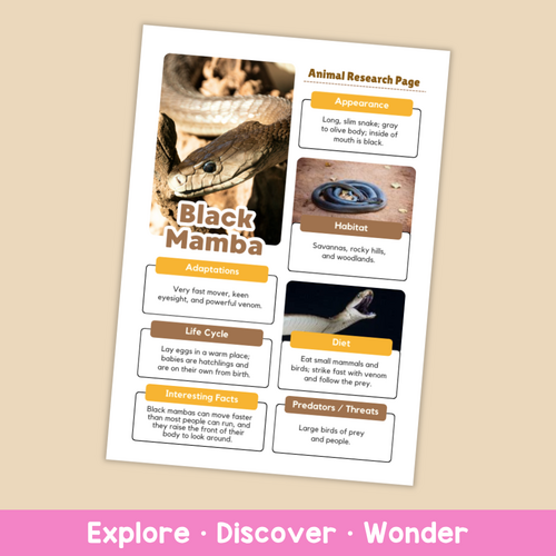 Black Mamba Fact File | African Snakes and Reptile Habitats | Teaching ...