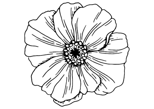 Poppy Template - Remembrance Day Activities | Teaching Resources