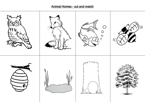 Animal worksheets | Teaching Resources