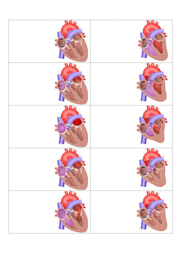 Cardiac Cycle Flip Book Teaching Resources