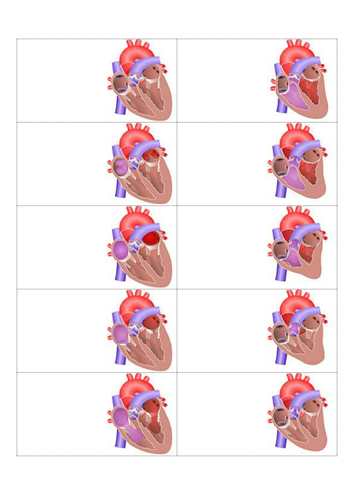 Cardiac Cycle Worksheet Answers
