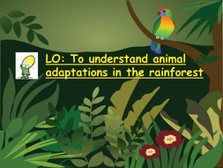 Animal Adaptations Teaching Resources