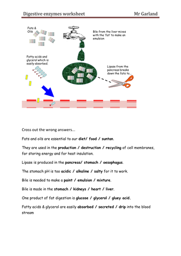 Worksheets Enzyme Activity Worksheet enzyme worksheets rringband samsungblueearth