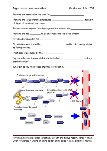 Enzymes  digestion by Dave_gar  Teaching Resources  TES