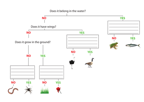 worksheet answers animal grouping by Classification   Keys Teaching Resources kirstyebowden