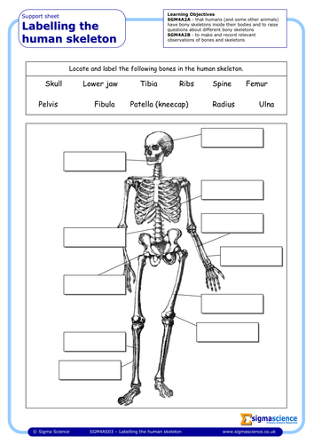 SGM4AS03 - Labelling The Human Skeleton | Teaching Resources