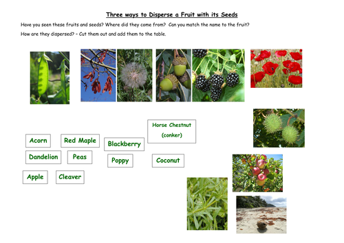 Seed Dispersal Sorting Activity | Teaching Resources
