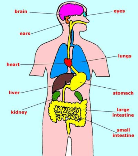 Diagram Of Human Internal Orgins - Human body model showing female