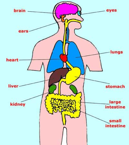 Inside The Human Body - Organs | Teaching Resources