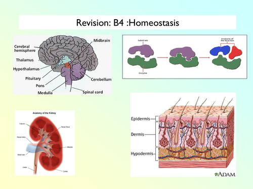 B4 Homeostasis | Teaching Resources