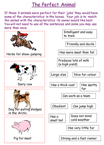 Characteristics: Selective Breed Worksheet | Teaching Resources