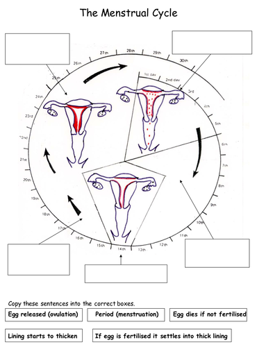 Reproduction: The Menstrual Cycle Worksheets | Teaching Resources