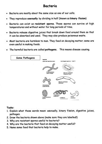 Bacteria | Teaching Resources