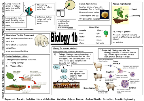 AQA Biology 1b Summary Sheet DJM | Teaching Resources