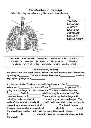 Structure of the respiratory system | Teaching Resources