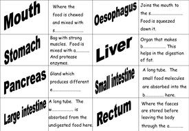 Digestion system revision cards by Teach_Biology - Teaching Resources - Tes