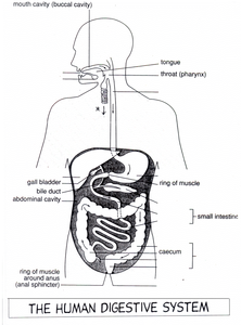 The organs of the digestive system by Teach_Biology - UK Teaching