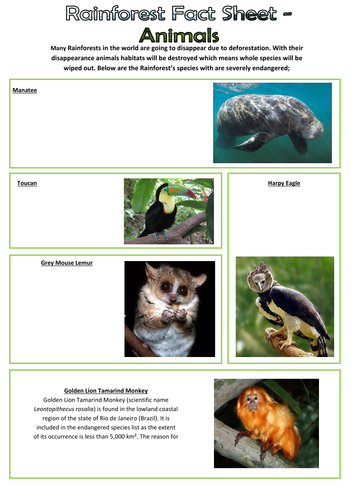 Rainforest Animals Pack Teaching Resources