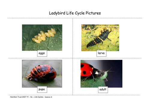 Ladybirds | Teaching Resources