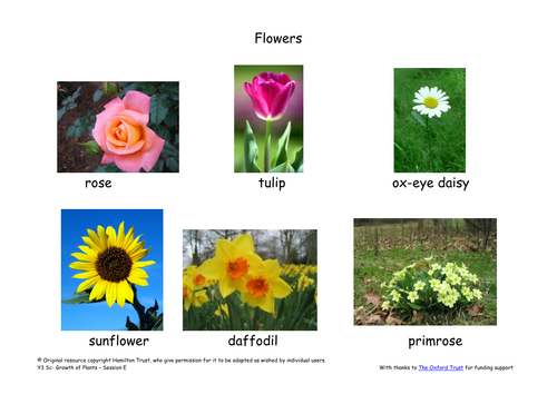 Flowers | Teaching Resources
