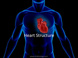 AS Heart structure worksheets, presentation, quiz | Teaching Resources