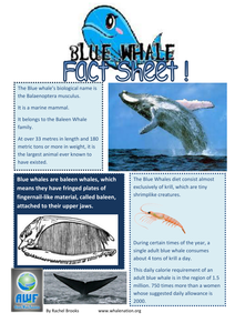 Blue Whale Fact Sheet by edBentham - UK Teaching Resources - TES