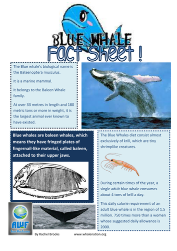 Blue Whale Fact Sheet | Teaching Resources