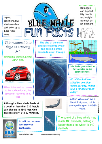 Blue Whale Fun Facts | Teaching Resources