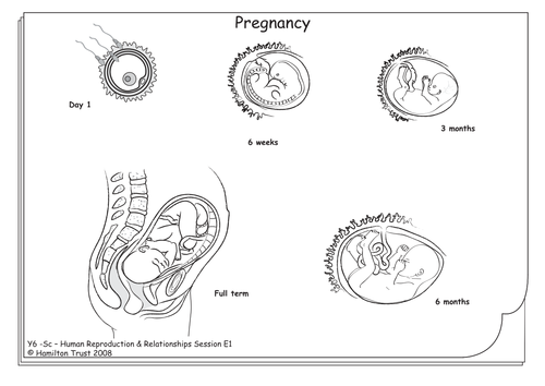 Pregnancy | Teaching Resources