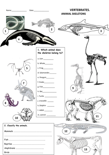 animal 3 worksheet skeletons year Resources MAYTECHUNA Teaching  ANIMALS TES   SKELETONS by