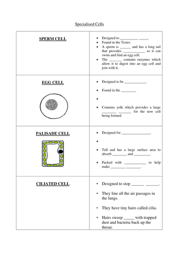 behaviour animal worksheet Resources cells worksheet Lundi  Specialised by Teaching