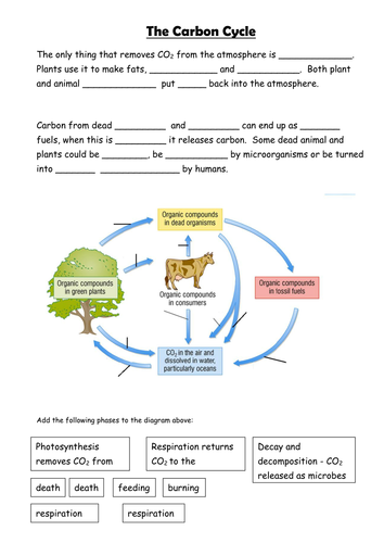 35 The Carbon Cycle Worksheet Answers - Free Worksheet Spreadsheet