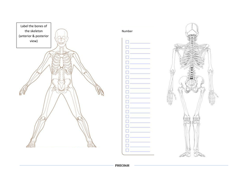 Label the bones | Teaching Resources