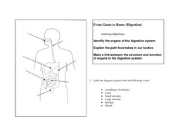 Digestion year 8 | Teaching Resources