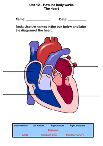 The Human Heart Worksheet by robbirdy84 - UK Teaching Resources - TES