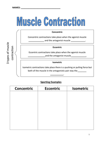 Muscle Contractions Worksheet | Teaching Resources