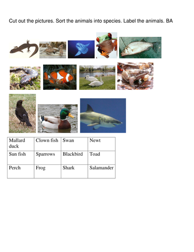 Sort animal groups | Teaching Resources