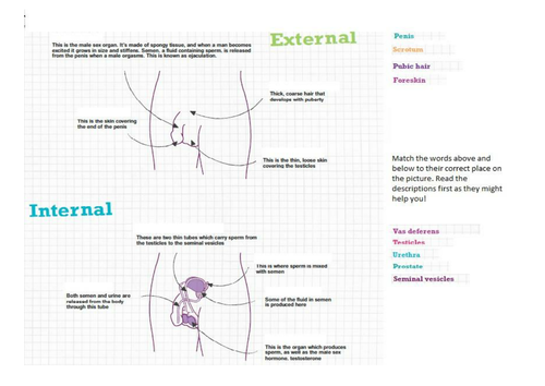 Puberty - Scheme of Work Key Stage 3 | Teaching Resources