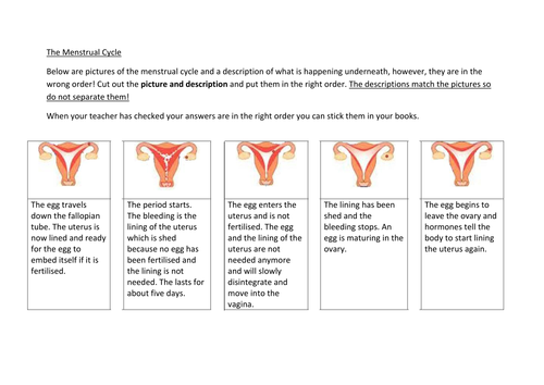 Puberty - Scheme of Work Key Stage 3 | Teaching Resources