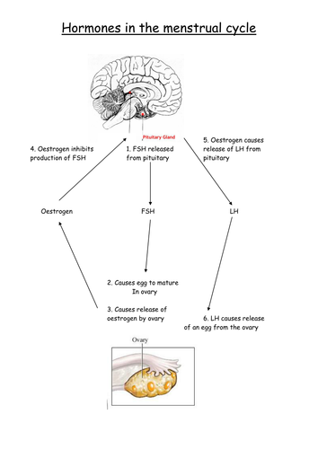 Menstrual cycle flow chart and worksheet | Teaching Resources