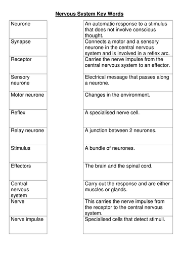 Nervous system key words worksheet | Teaching Resources