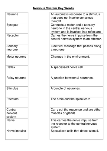 Printables Nervous System Worksheet nervous system worksheet davezan central abitlikethis