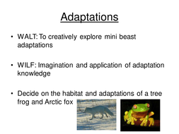 Insect adaptations | Teaching Resources