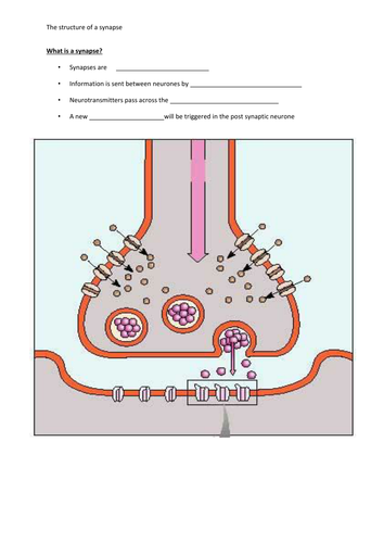 Resources on synapses and neurotransmission | Teaching Resources